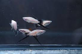 Black White Livebearer Swordtail Fish Tropical Fish Fresh Water Fish Tank Swordtail Fish