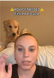 Male Dogs in Heat Cycle Symptoms