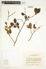 Image result for Pseudobersama