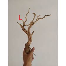 Aquascape Akar Rasamala S M L Xl Shopee Indonesia