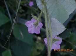 Image result for Ipomoea dichroa