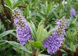Image result for shrubby veronica hebe