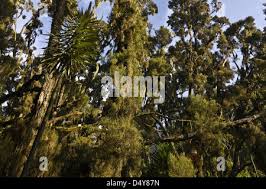 Image result for Erica kingaensis