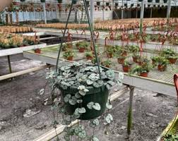Image result for Ceropegia nilotica