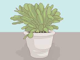 Easter cactus versus christmas cactus; How To Make An Easter Cactus Bloom With Pictures Wikihow