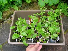 Image result for Psophocarpus lancifolius