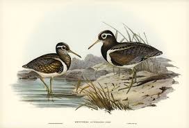 Free Public Domain Www Rawpixel Com Australian Rhynchaea Rhynchaea Australis Illustrated By Elizabeth Free Illustrations Birds Of Australia Illustration
