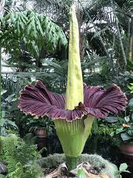 Amorphophallus Titanum Titan Arum Corpse Flower Amorphophallus Titanum Titan Arum
