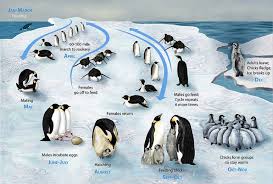 Table 1 presents the locations and best population estimate (be) for each emperor penguin colony in the survey. Emperor Penguin Online Learning Center Aquarium Of The Pacific