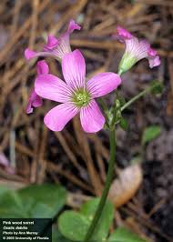 Image result for Oxalis obliquifolia