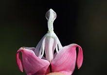 Lamprocapnos Flower Bath Flowers Bleeding Heart