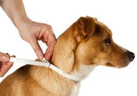 Éradiquer les puces de chien. Anti Puce Chien Tous Les Traitements Qui Marchent En 2020