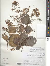 Image result for Flabellaria paniculata