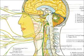 Most of the neurons in the brain's gray matter are interneurons, which are responsible for integrating and processing information delivered to the brain by sensory neurons. Autonomic Nervous System Chart 18 X 24