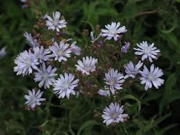 Image result for Lactuca ugandensis