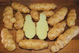 These are waxy potatoes, with good flavour. The Fingerling Potato An Ancient Vegetable A Culinary Treasure