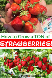 How To Grow A Lot Of Strawberries Easy Vegetables To Grow Growing Strawberries In Containers Strawberries In Containers