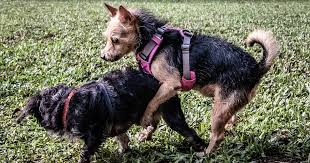 How to help a dog in heat. Seasons In Dogs Pdsa