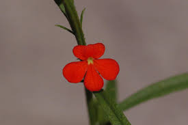 Image result for Striga asiatica