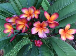 Bush Firestorm Plumeria Flowers Beautiful Nature Frangipani