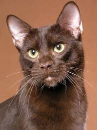 Born and bred in the netherlands, the havana takes its name only tangentially from the more famous island. Cat Of The Day Havana Brown Brown Cat Havana Brown Cat Pretty Cats
