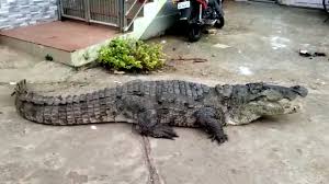 Quand sort l'exercice de l'état en 2011, pierre schoeller, né en 1961, a tout juste 50 ans. Des Villageois Surpris Par La Visite D Un Enorme Crocodile