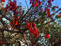 Image result for Erythrina falcata
