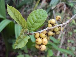 Image result for Embelia