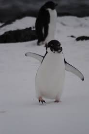 Birds That Look Like Penguins But Aren T Adelie Penguins Are One Of Only Two Penguin Species To Be Found On The Mainland Of Antarctica The Other Being The Em Adelie Penguin Penguins Animals Beautiful