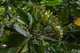 Image result for Anthocleista