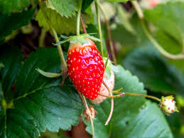 Check spelling or type a new query. How To Grow Garden Strawberries
