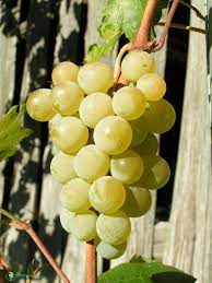 Get The Best Grape Growing Guide On Our Website Today Growing Grapes Grape Plant Edible Garden