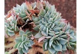 Echeveria pulvinata frosty crestata coltivazione. Piante Succulente Vendita Online Azienda Agricola Giromagi