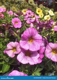 Image result for Petunia axillaris