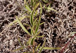 Image result for Syncolostemon canescens