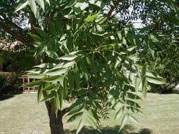 The fiery orange and red leaves make this asian native. Chinese Pistache