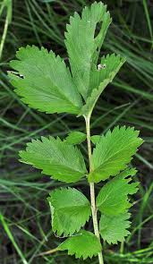 Image result for Drypetes arguta