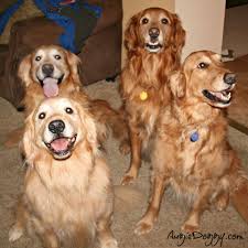 A Golden Play Date Golden Retriever Dogs Golden Retriever Dog Love