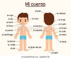 Cartoon system diagram wiring diagram pass. Body Parts In Spanish Mi Cuerpo My Body Diagram Of Human Body Parts In Spanish For Language Learning Cute Cartoon Boy Canstock