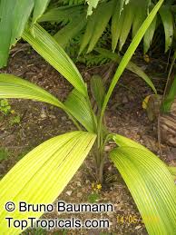 Image result for Curculigo latifolia