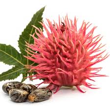 Image result for Ricin