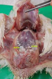 We did not find results for: Colibacillosis In Chickens