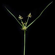 Image result for Cyperus tenuiculmis