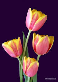 Four Tulips On Purple Spiral Notebook By Hurmerinta In 2021 Flower Pictures Flowers Photography Wallpaper Nature Flowers