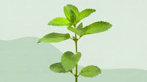 Image result for Coleus amboinicus