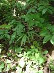 Image result for Amorphophallus abyssinicus