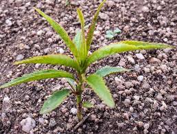 Dig a hole as deep as the root ball and twice as wide. Growing Your Own Fruit Trees From Seed Grow Great Fruit