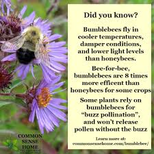 You can safely get rid of bumble bee nests. Bumblebee Super Charged Pollinator For Your Yard And Garden