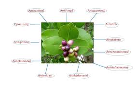 Image result for Syzygium cordatum