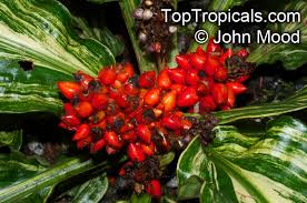 Image result for Palisota